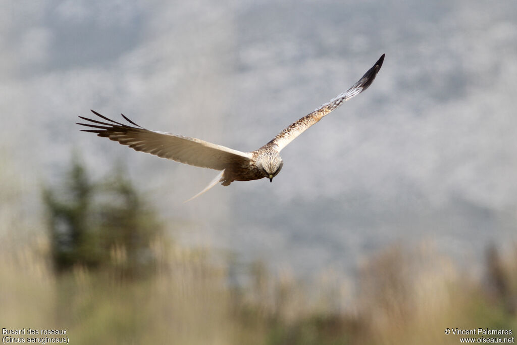 Western Marsh Harrier