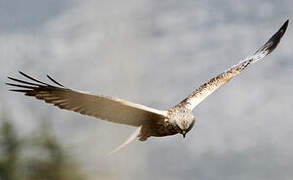 Western Marsh Harrier