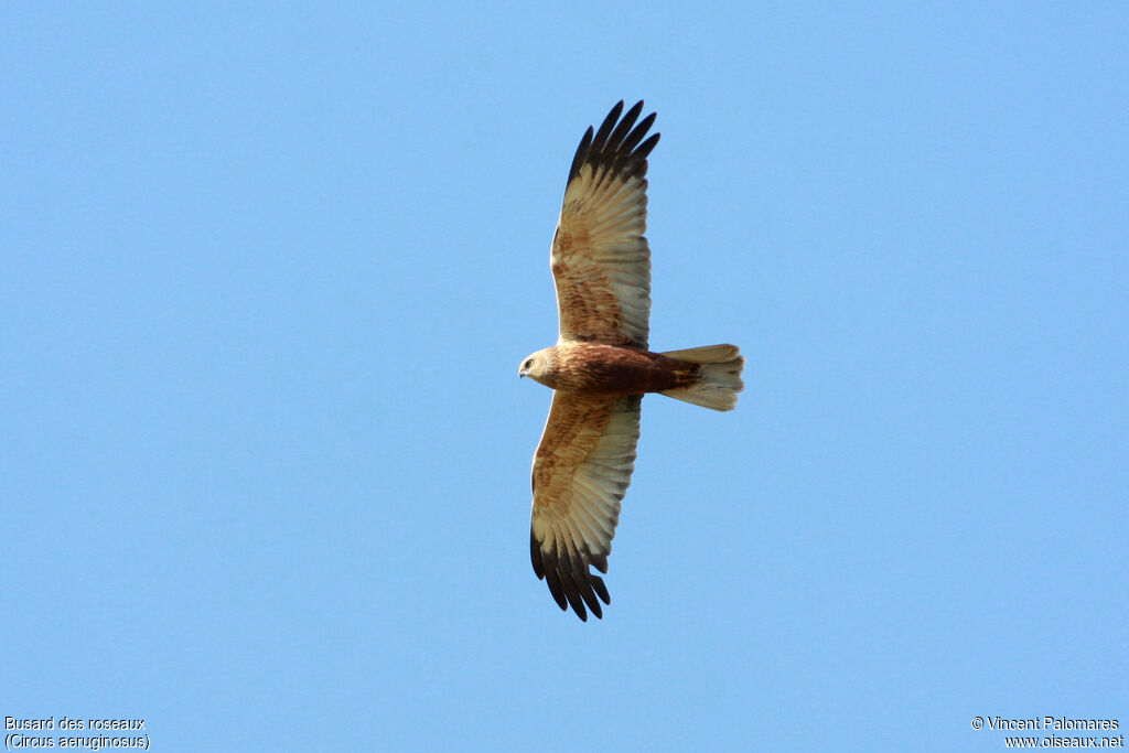 Western Marsh Harrier male adult, Flight