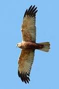 Western Marsh Harrier