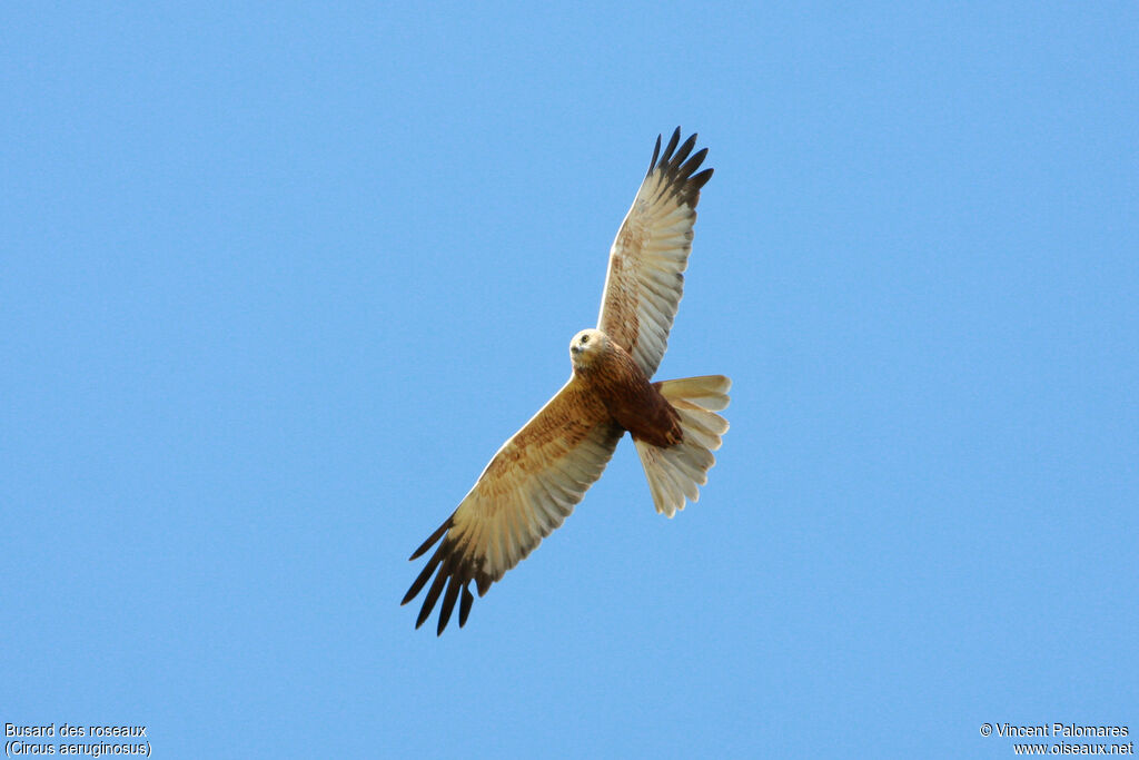 Western Marsh Harrier