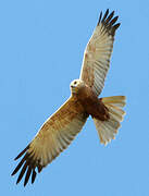 Western Marsh Harrier