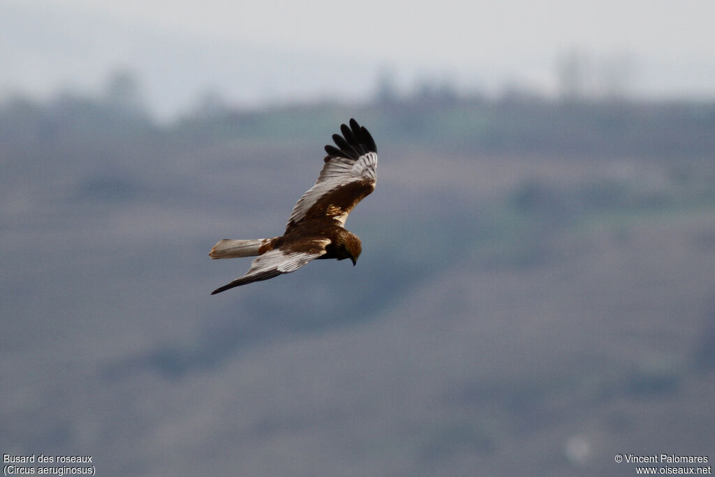 Western Marsh Harrier