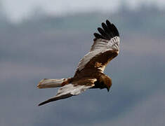 Western Marsh Harrier