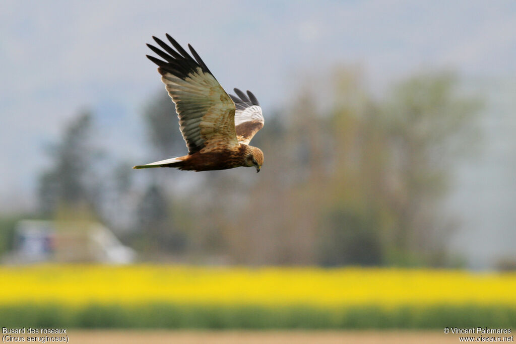 Western Marsh Harrier male adult, Flight