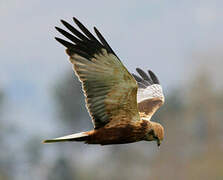 Western Marsh Harrier