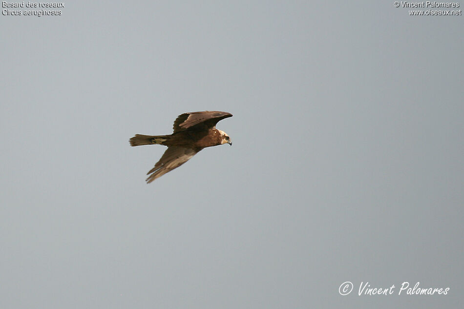 Western Marsh Harrier female