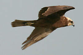 Western Marsh Harrier