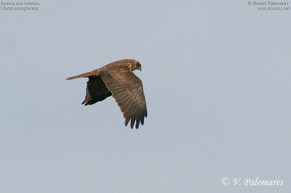 Western Marsh Harrier