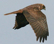 Western Marsh Harrier