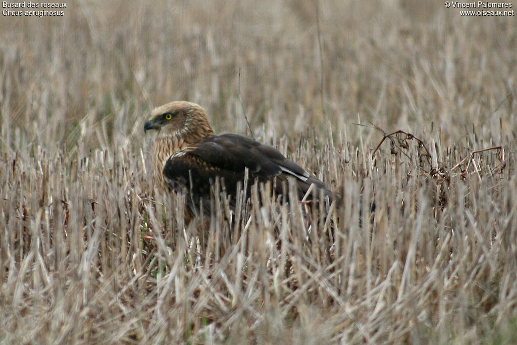 Western Marsh Harrier