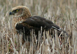 Western Marsh Harrier