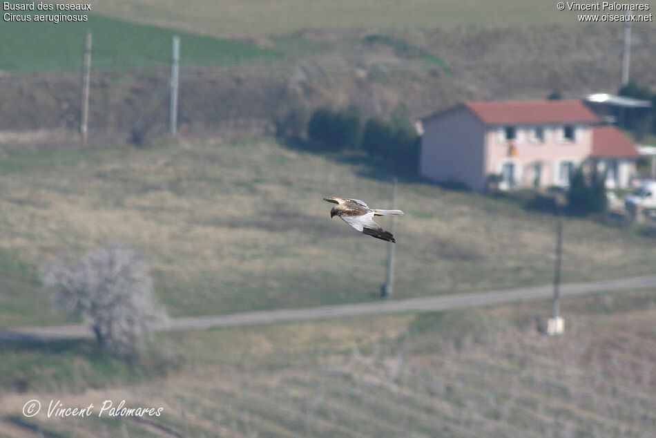 Western Marsh Harrier male adult