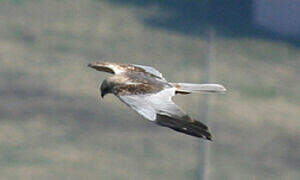 Western Marsh Harrier