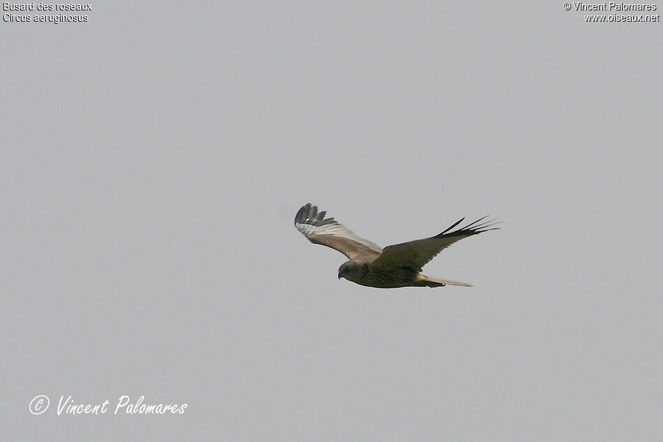 Western Marsh Harrier male adult