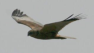 Western Marsh Harrier