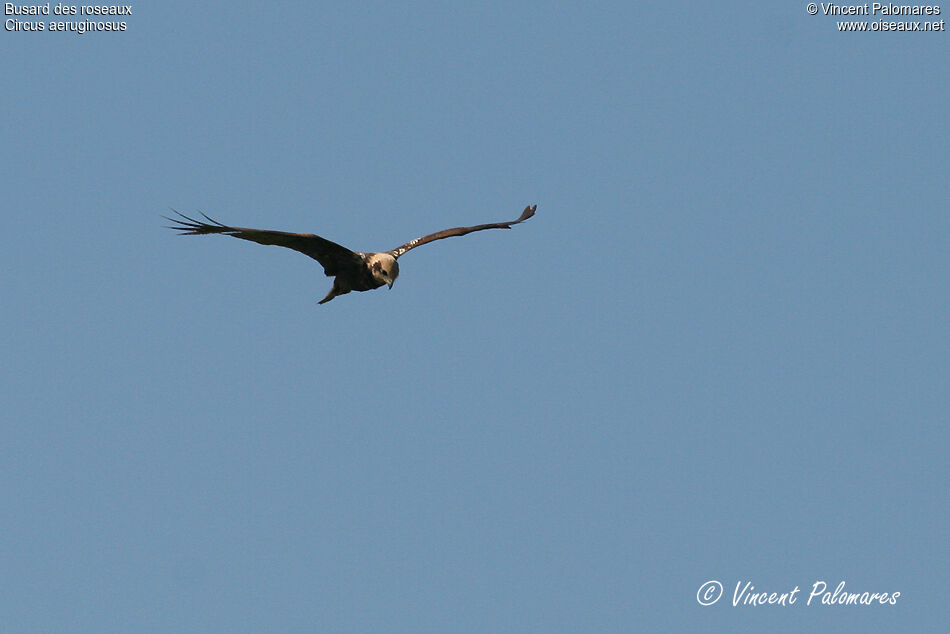 Western Marsh Harrier female Second year