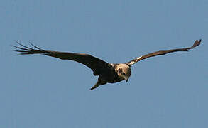 Western Marsh Harrier