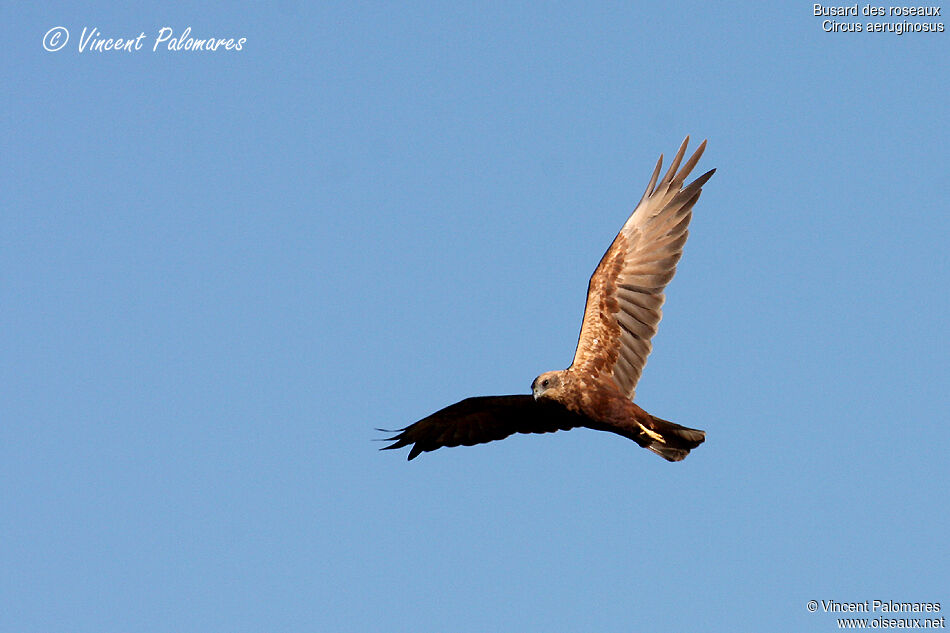 Western Marsh HarrierFirst year