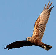 Western Marsh Harrier