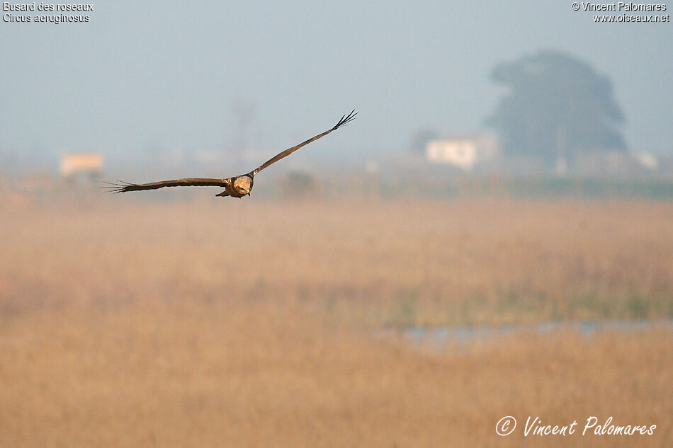 Western Marsh Harrier female