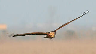 Western Marsh Harrier