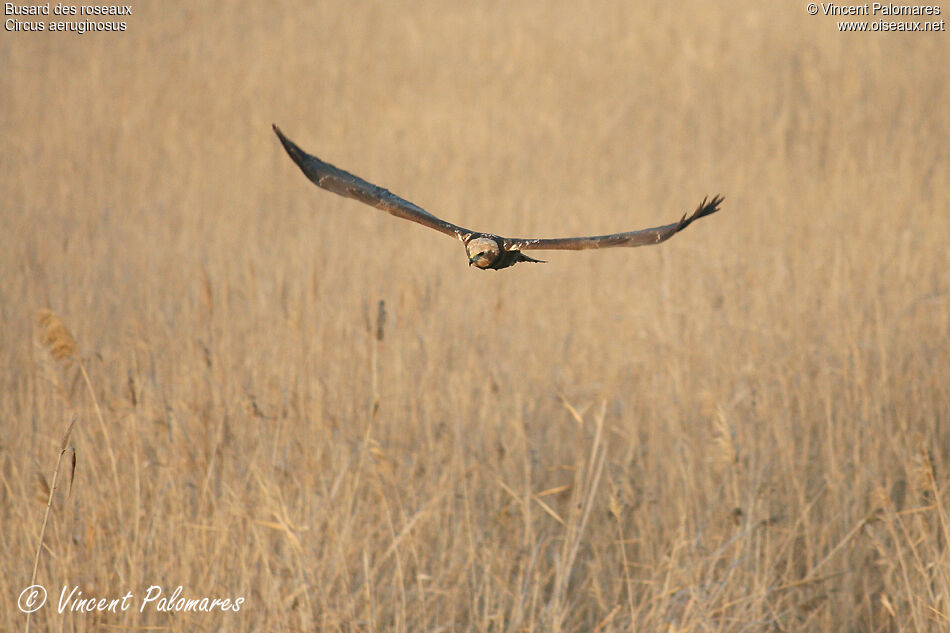 Western Marsh Harrier