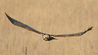 Western Marsh Harrier