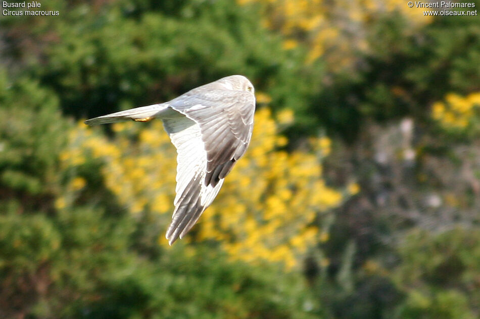 Pallid Harrier male Third  year