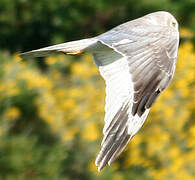 Pallid Harrier