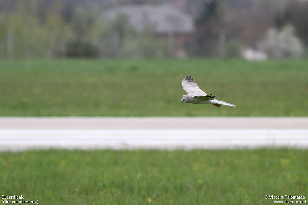 Pallid Harrier male adult