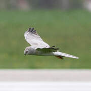 Pallid Harrier