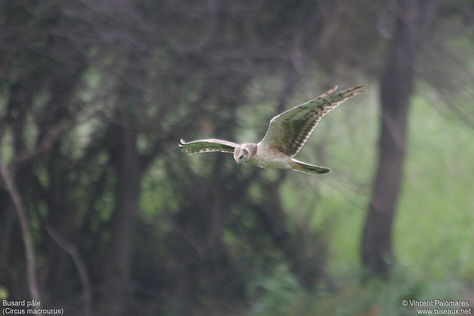 Pallid Harrier male Third  year, Flight