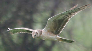 Pallid Harrier