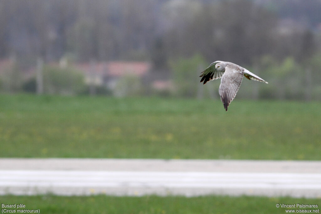 Pallid Harrier