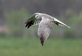 Pallid Harrier