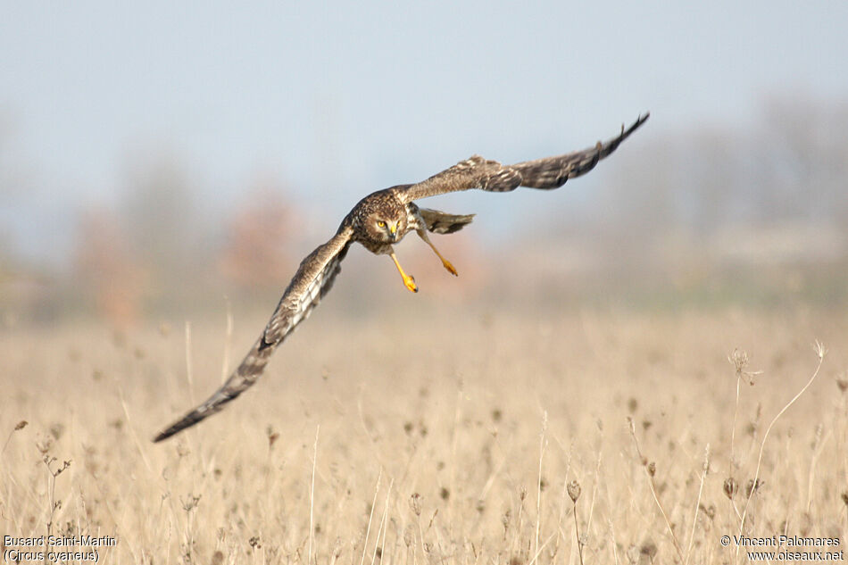 Hen Harrier female adult