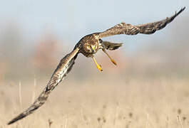 Hen Harrier