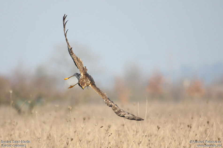 Hen Harrier female adult