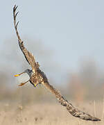 Hen Harrier