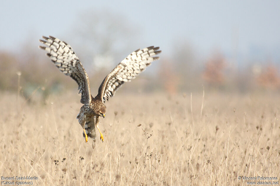 Hen Harrier female adult