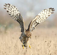 Hen Harrier