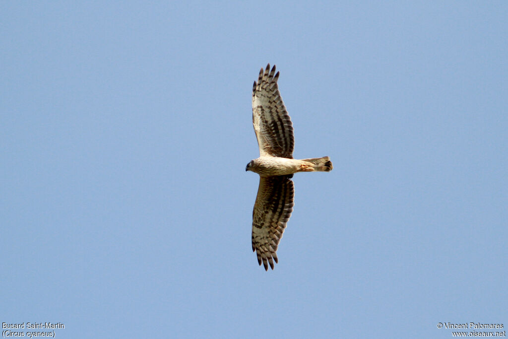 Hen Harrier