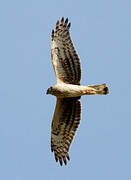 Hen Harrier