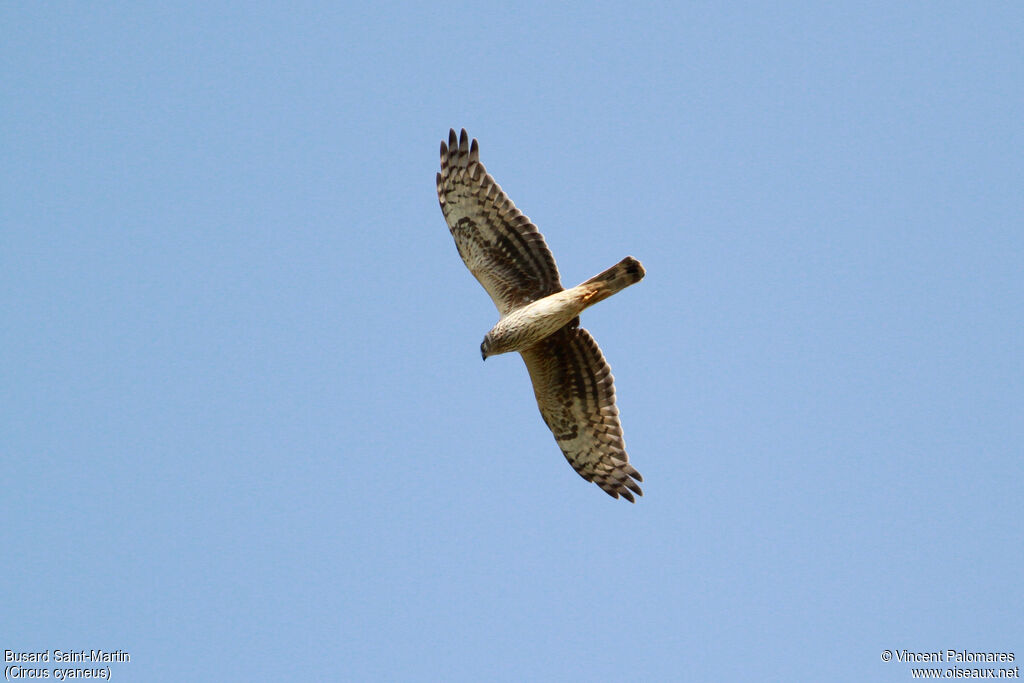 Hen Harrier