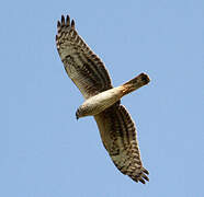 Hen Harrier