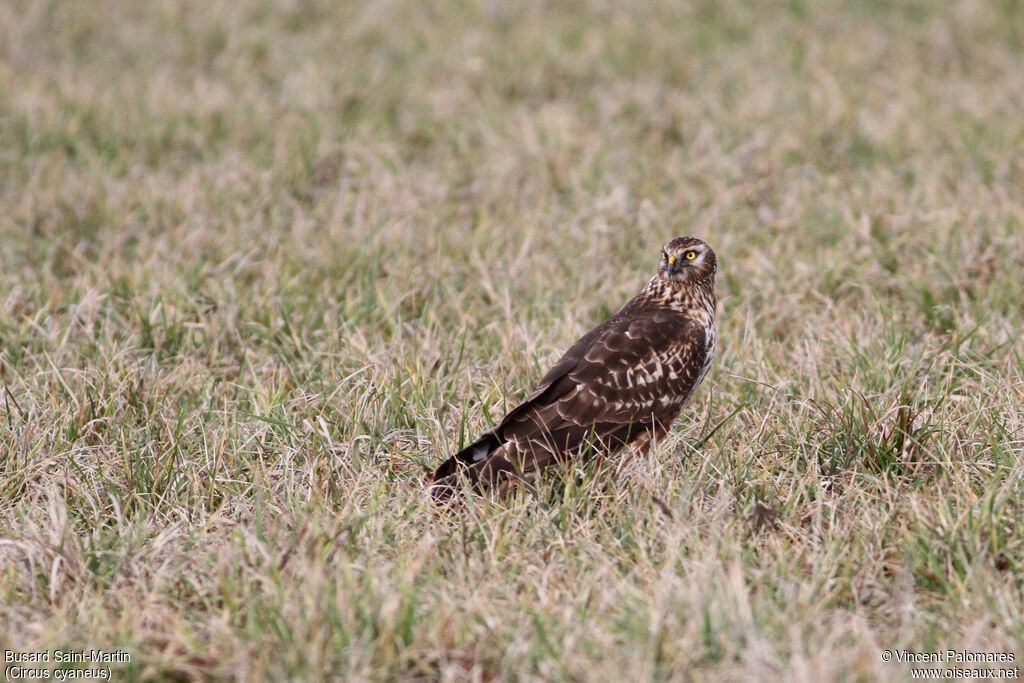 Hen Harrier