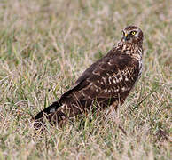 Hen Harrier