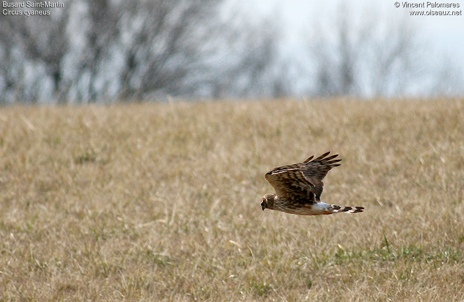 Hen Harrier