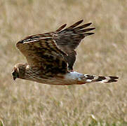 Hen Harrier